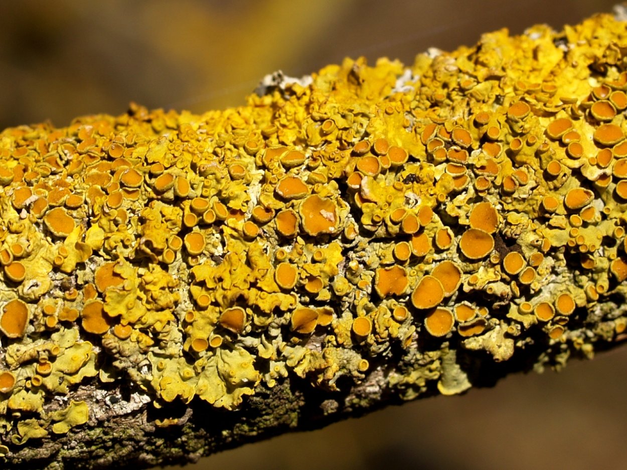 Накипные лишайники