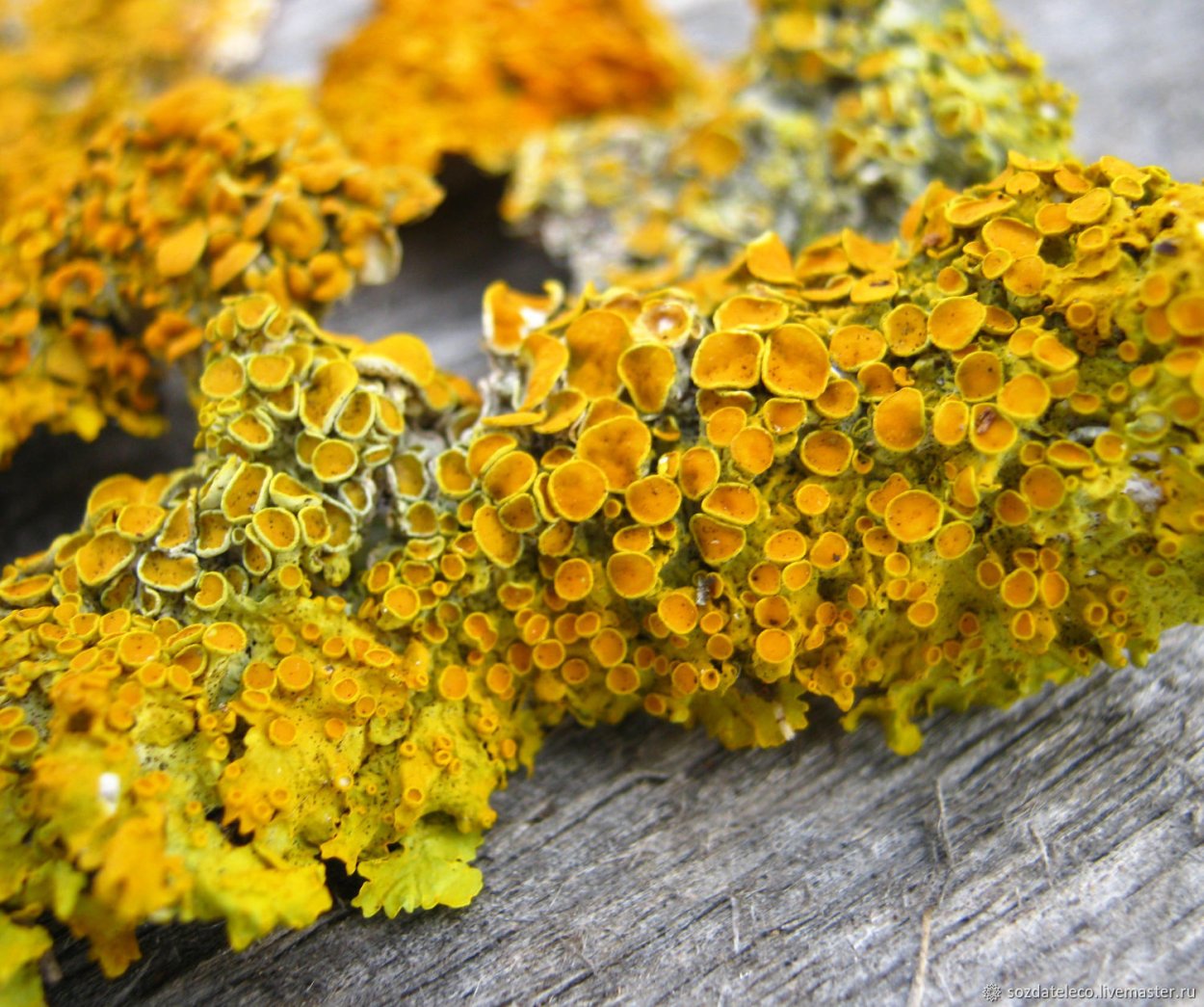 Нарост на Березе желтый