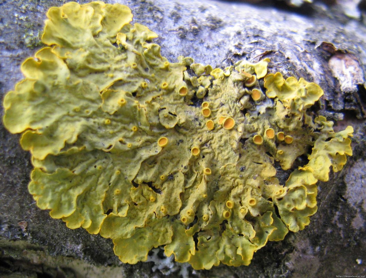 Гриб кладония