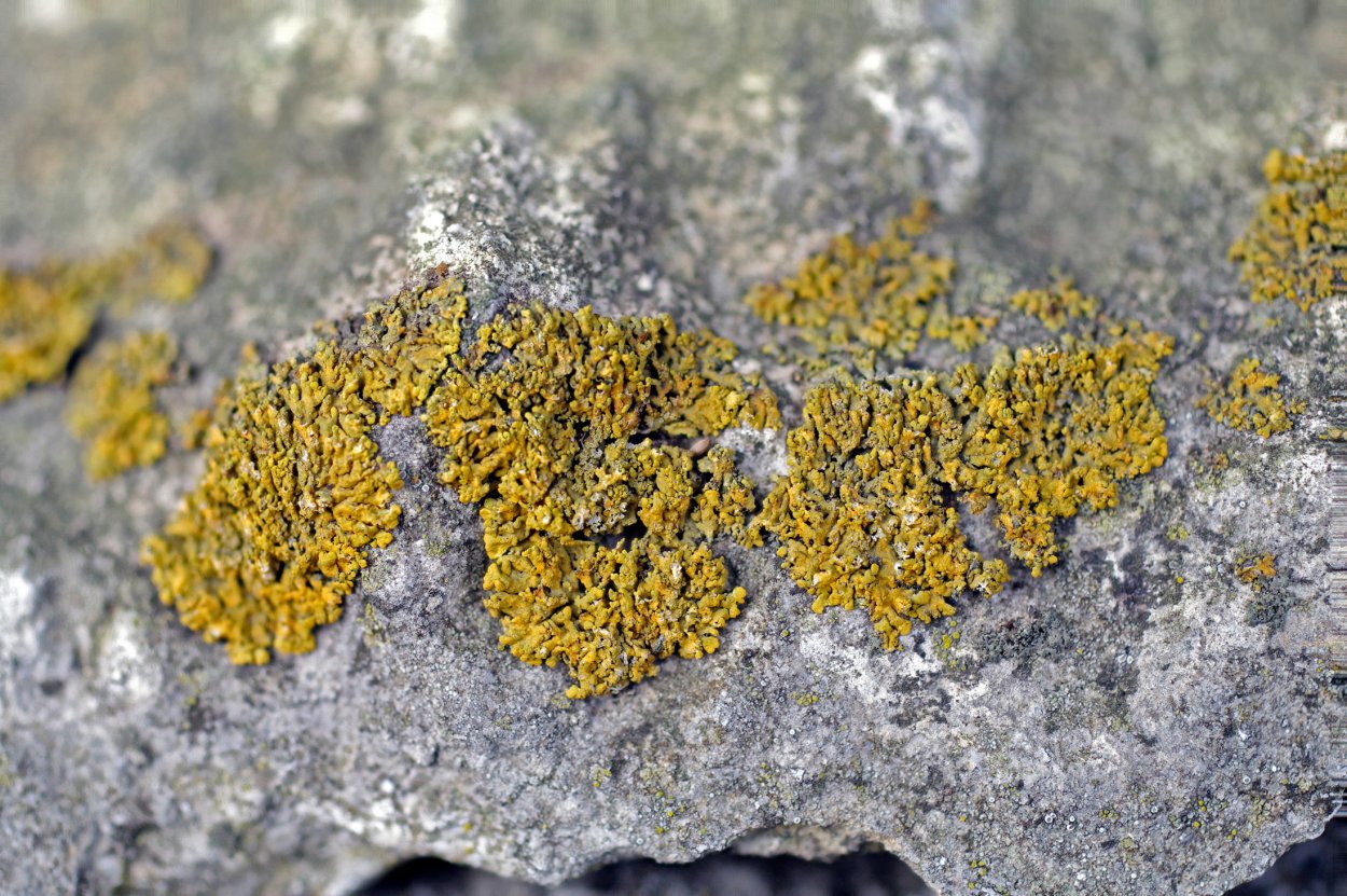 Лицедея лишайник накипной