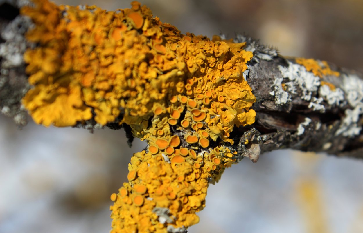 Лишайник бокальчики