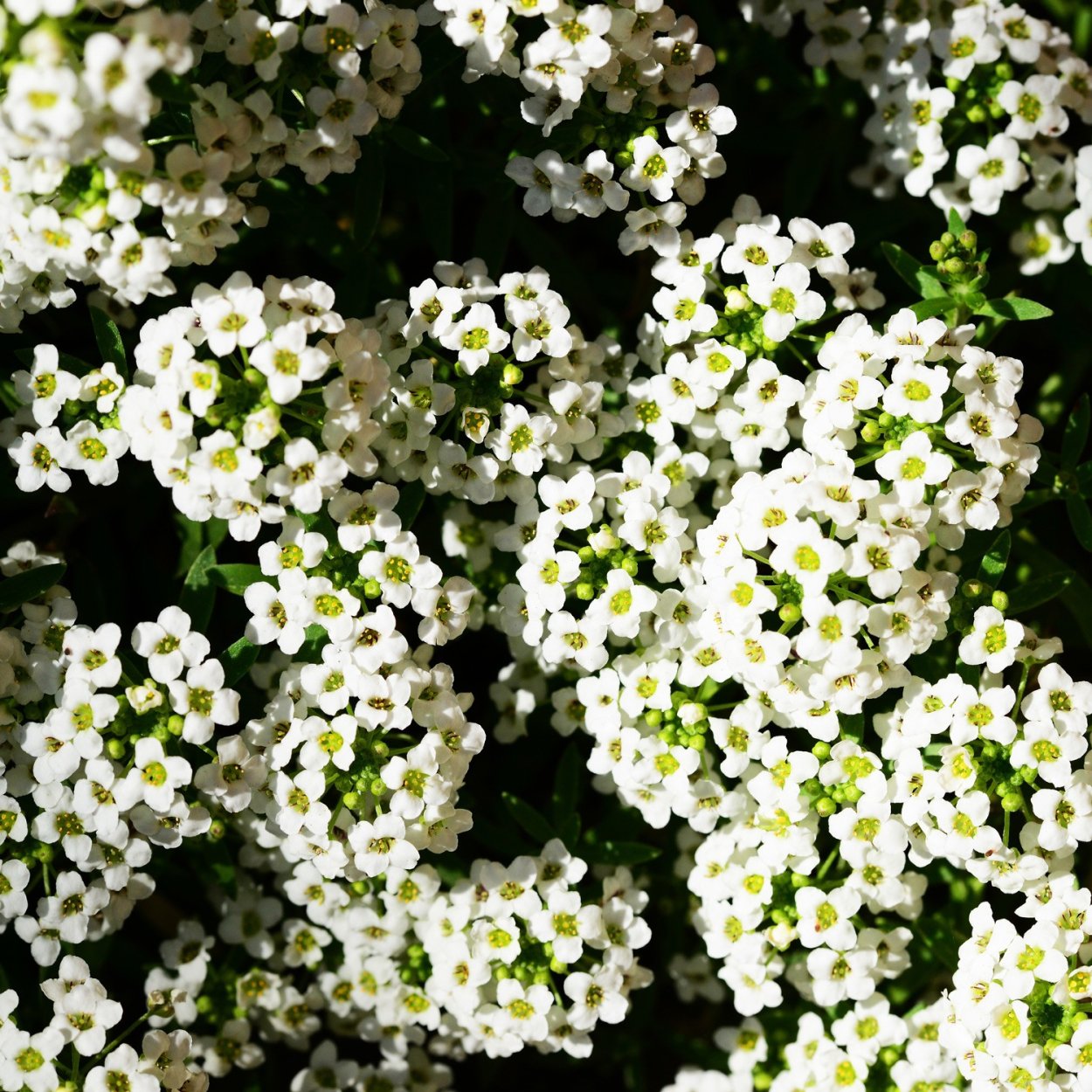 Алиссум и Бакопа