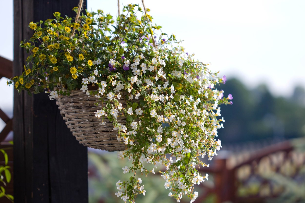 Бакопа ампельная