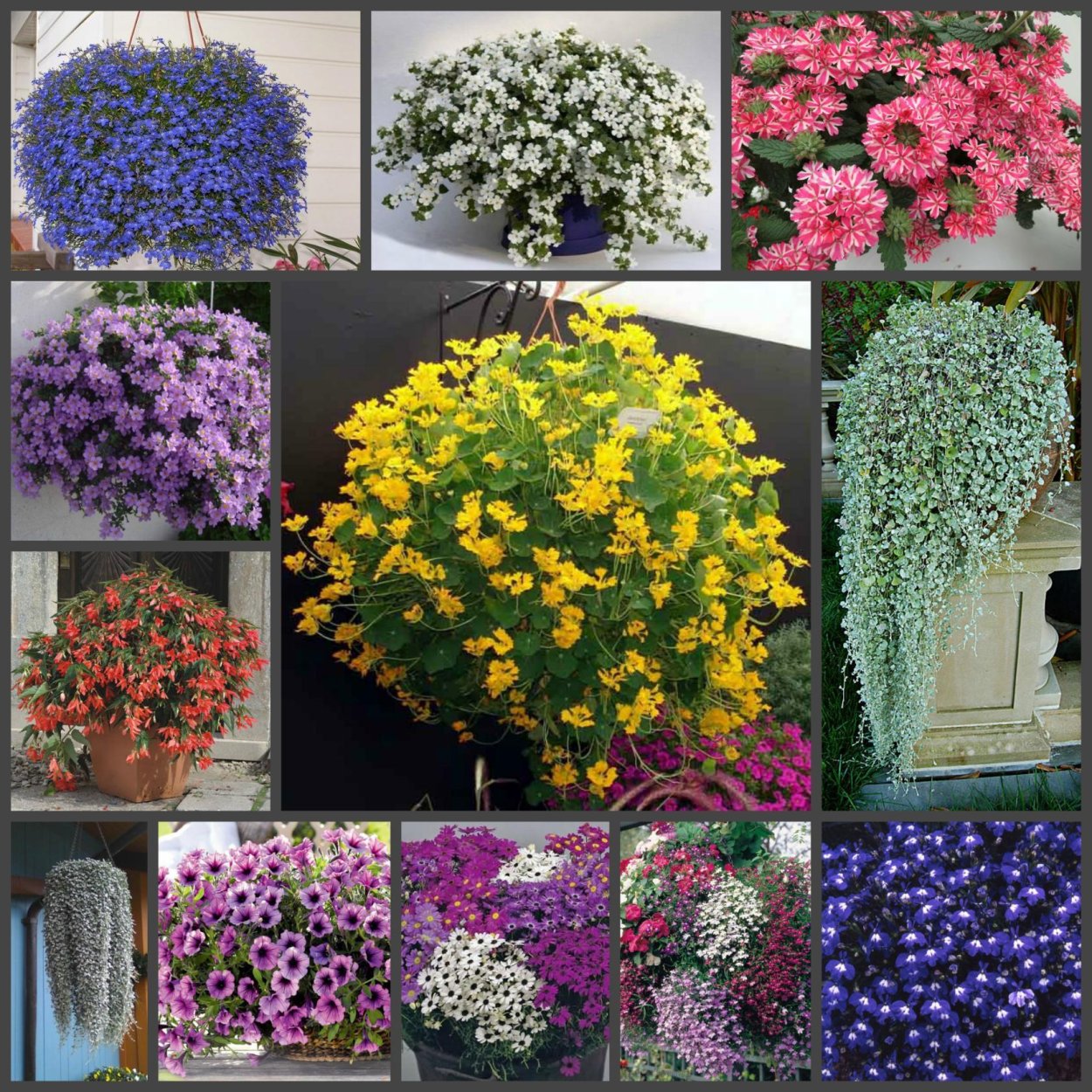 Петунии, лобелия, алиссум