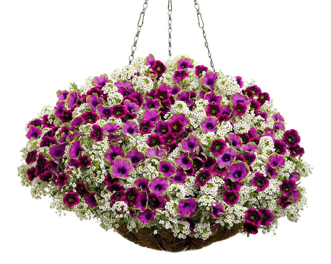 Алиссум калибрахоа