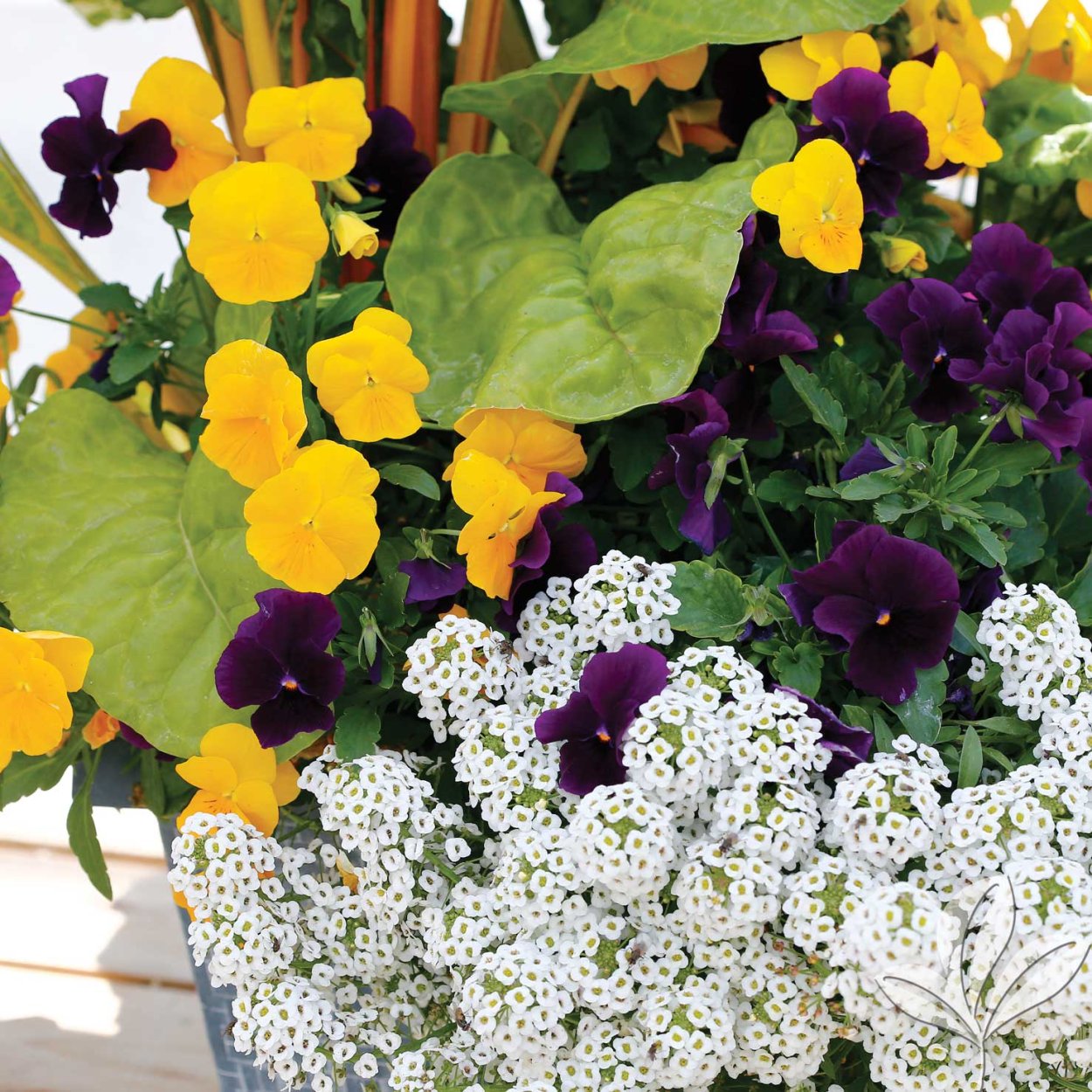 Алиссум и Виола