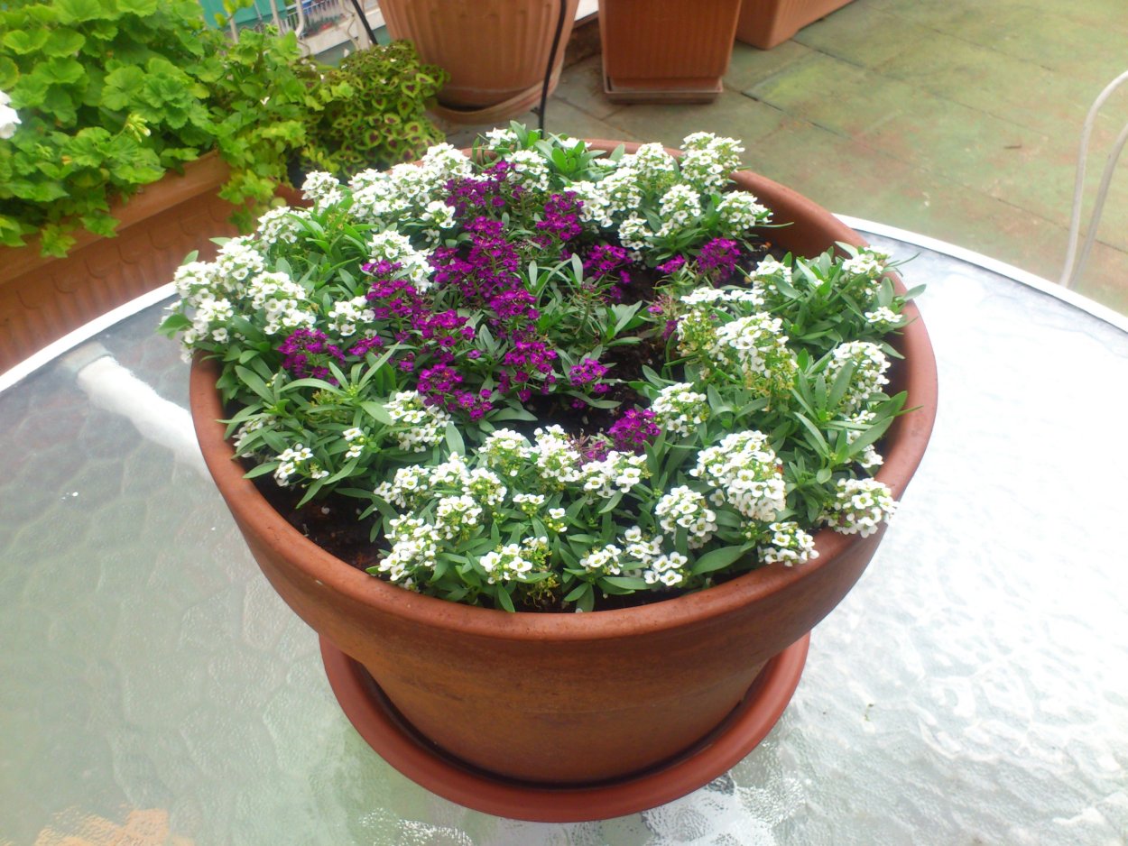 Цинерария петуния алиссум