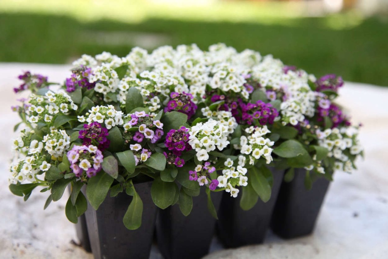 Алиссум микс