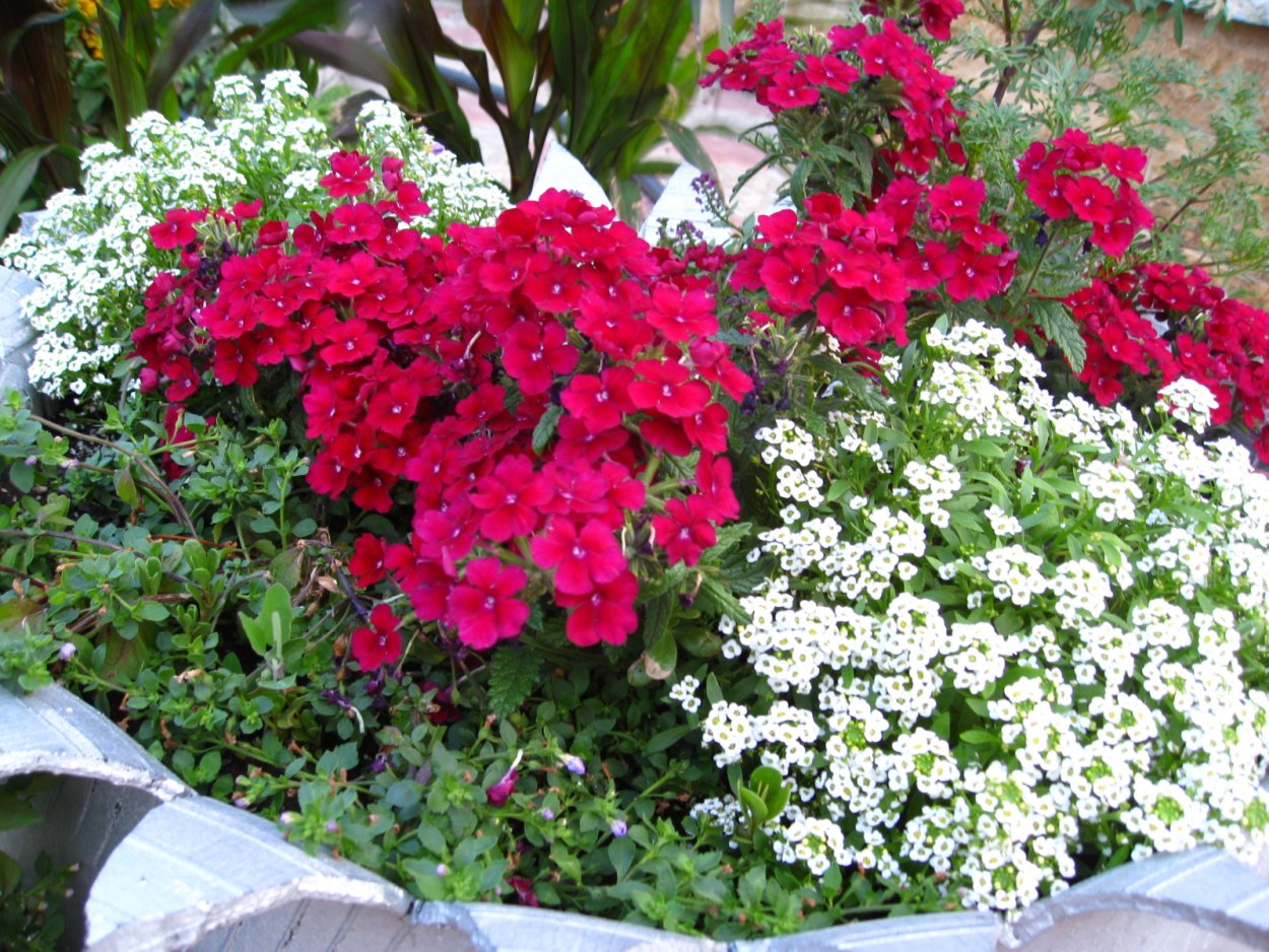 Петунии, лобелия, алиссум