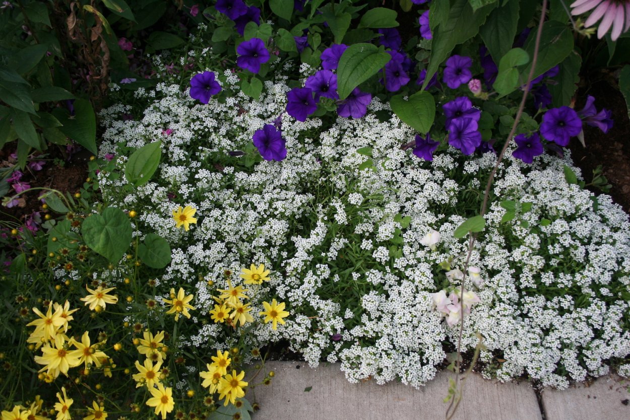 Алиссум и лобелия