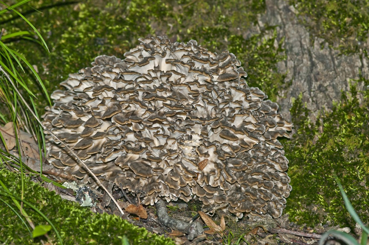 Вешенка Луговая