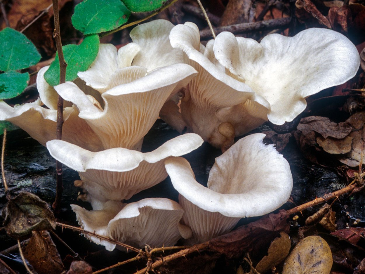 Вешенка обыкновенная (Pleurotus ostreatus)