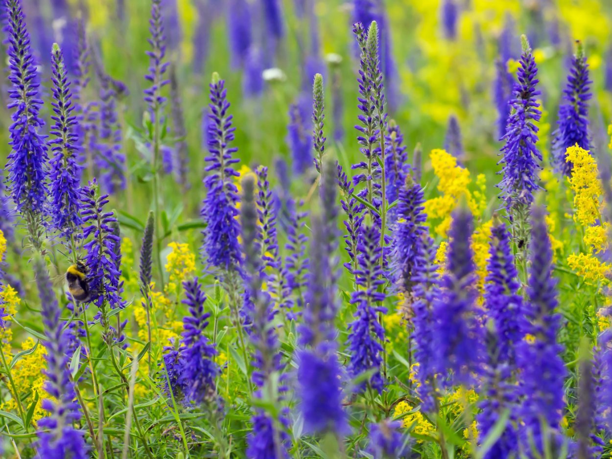 Шалфей Луговой синее поле