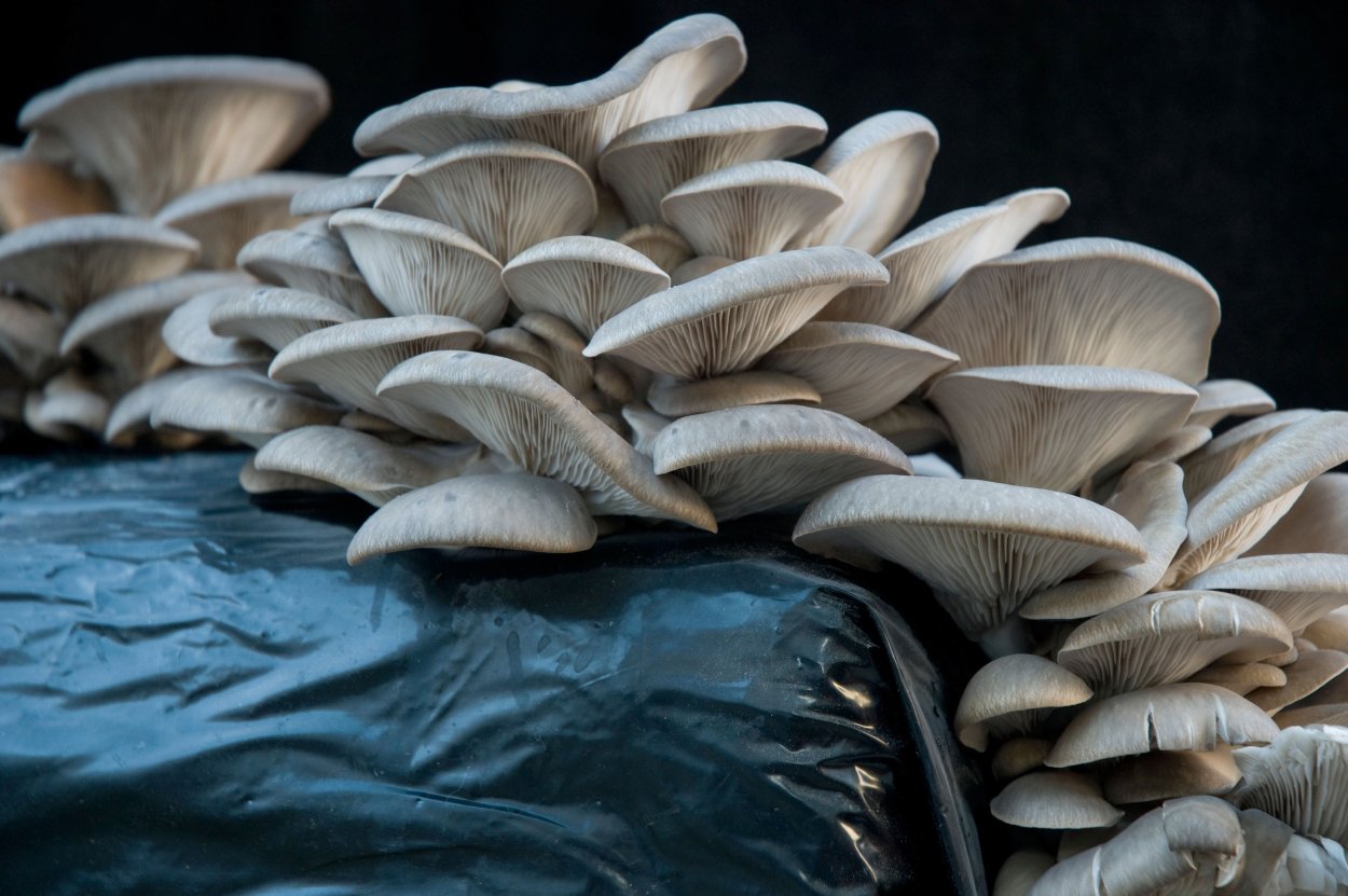 Вёшенки грибы-хищники