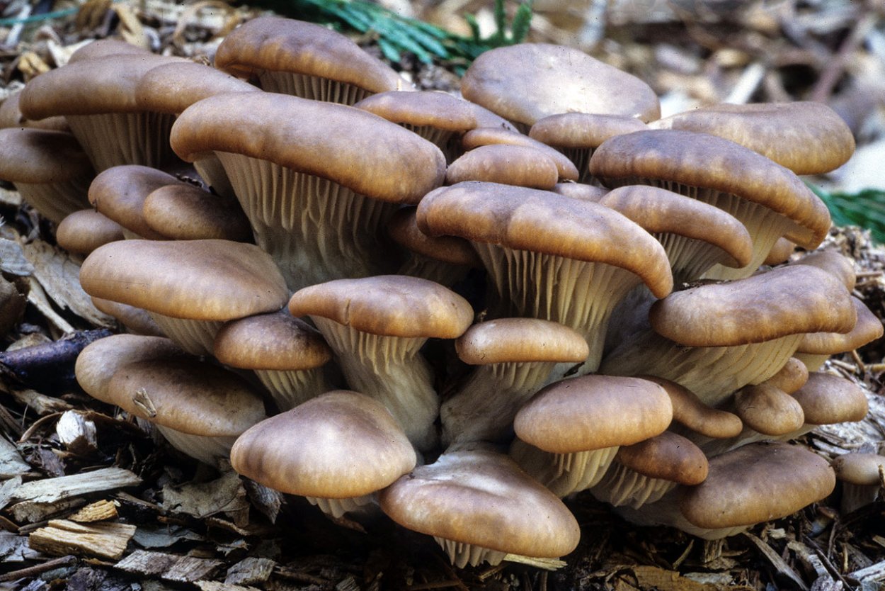 Вешенка Небродская