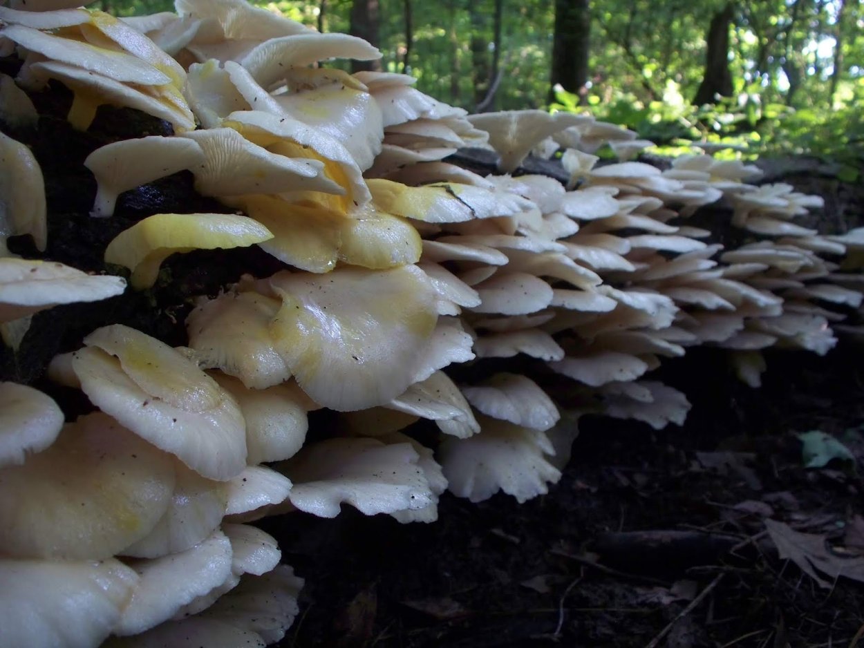 Гриб вешенка на земле