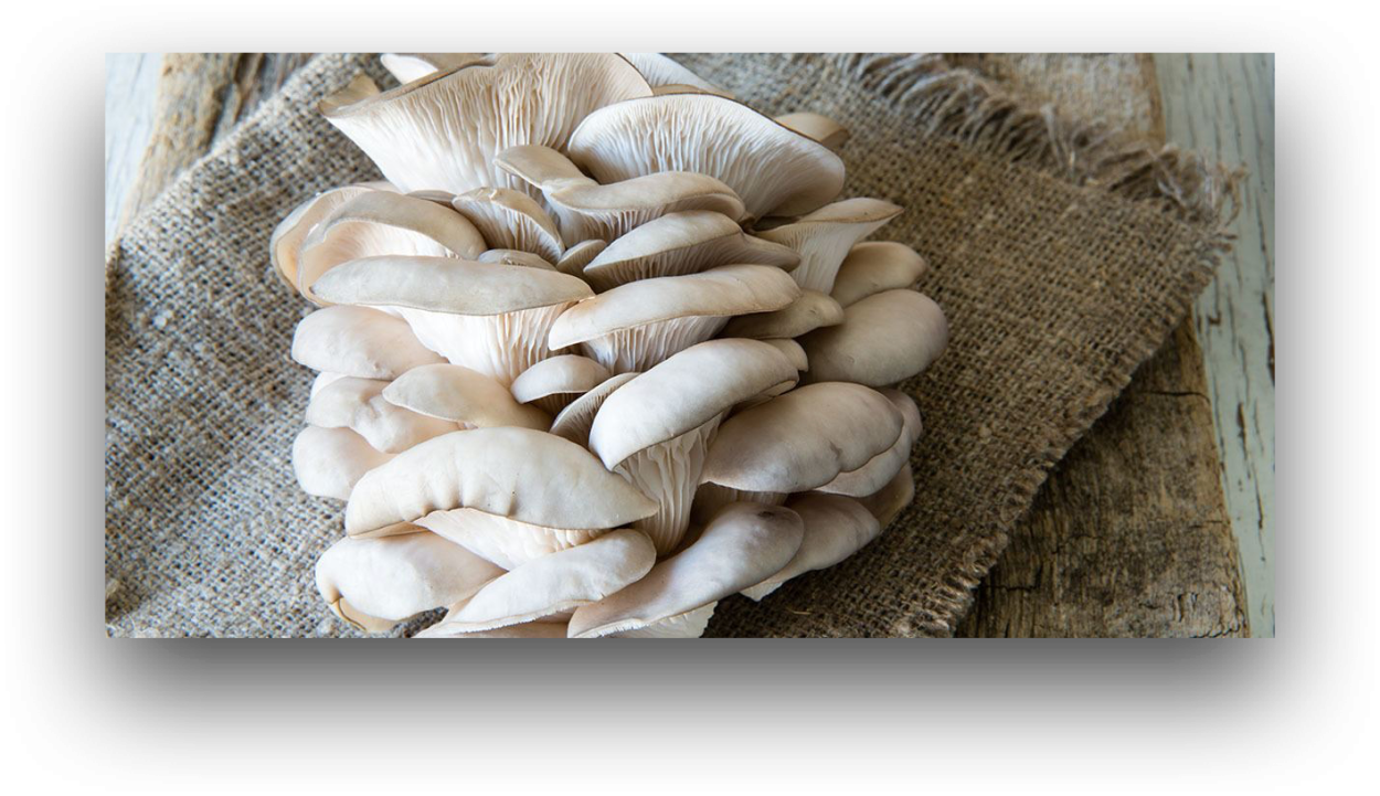 Шампиньоны или вешенки