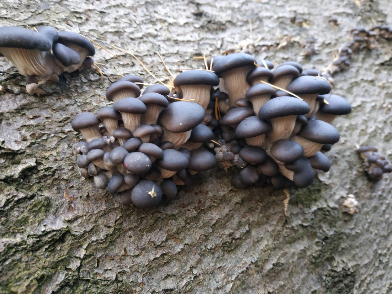 Вешенки Лесные устричные