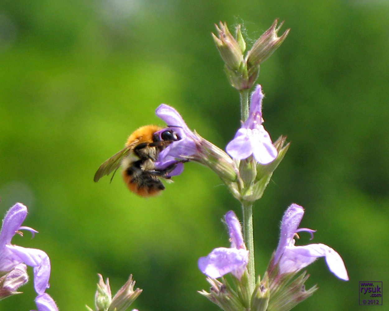 Шалфей лекарственный