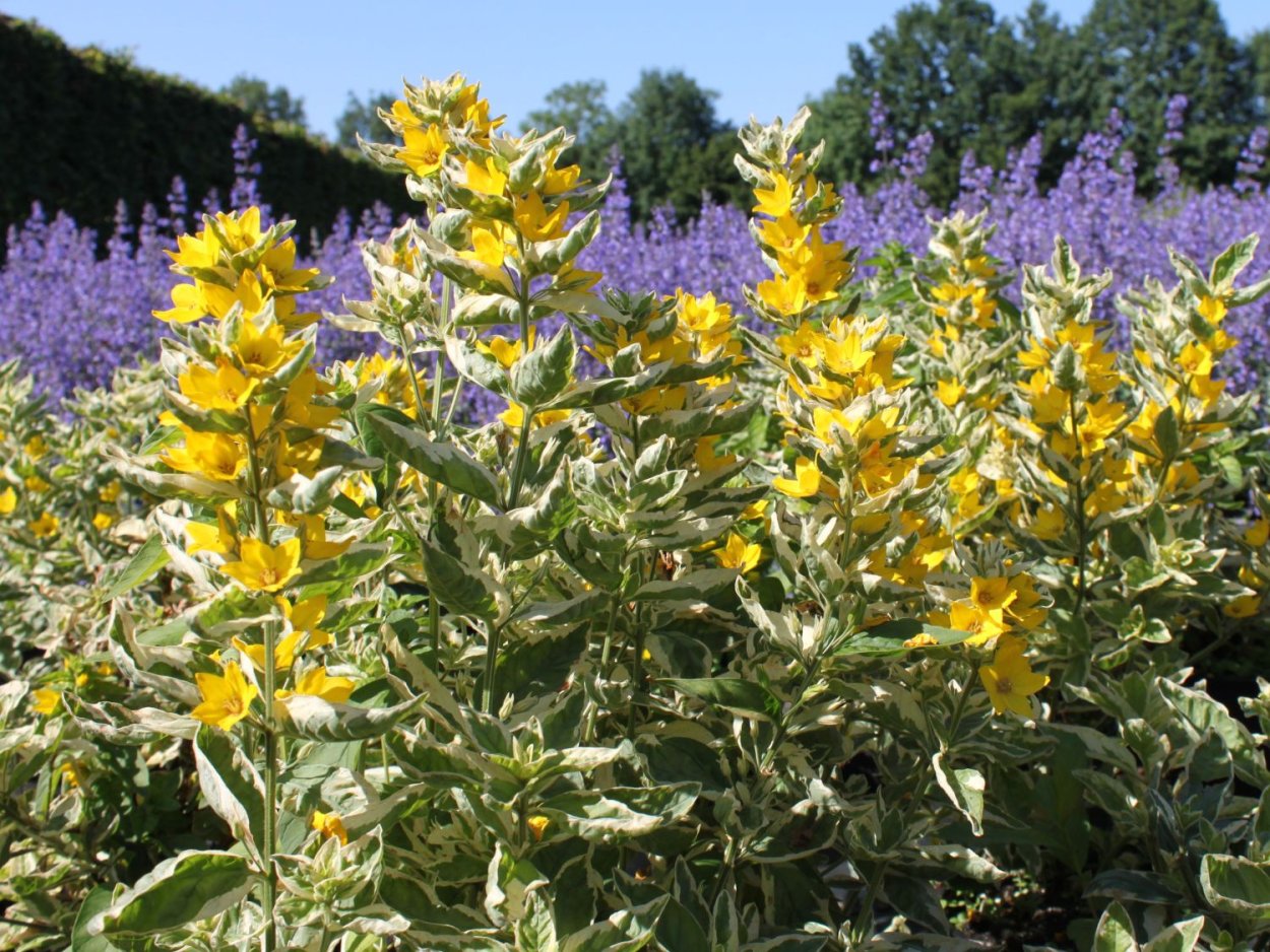 Вербейник точечный “Alexander” Lysimachia punctata