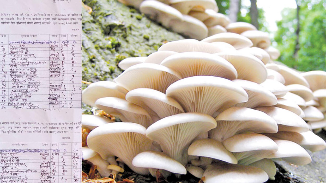 Вешенка Феникс