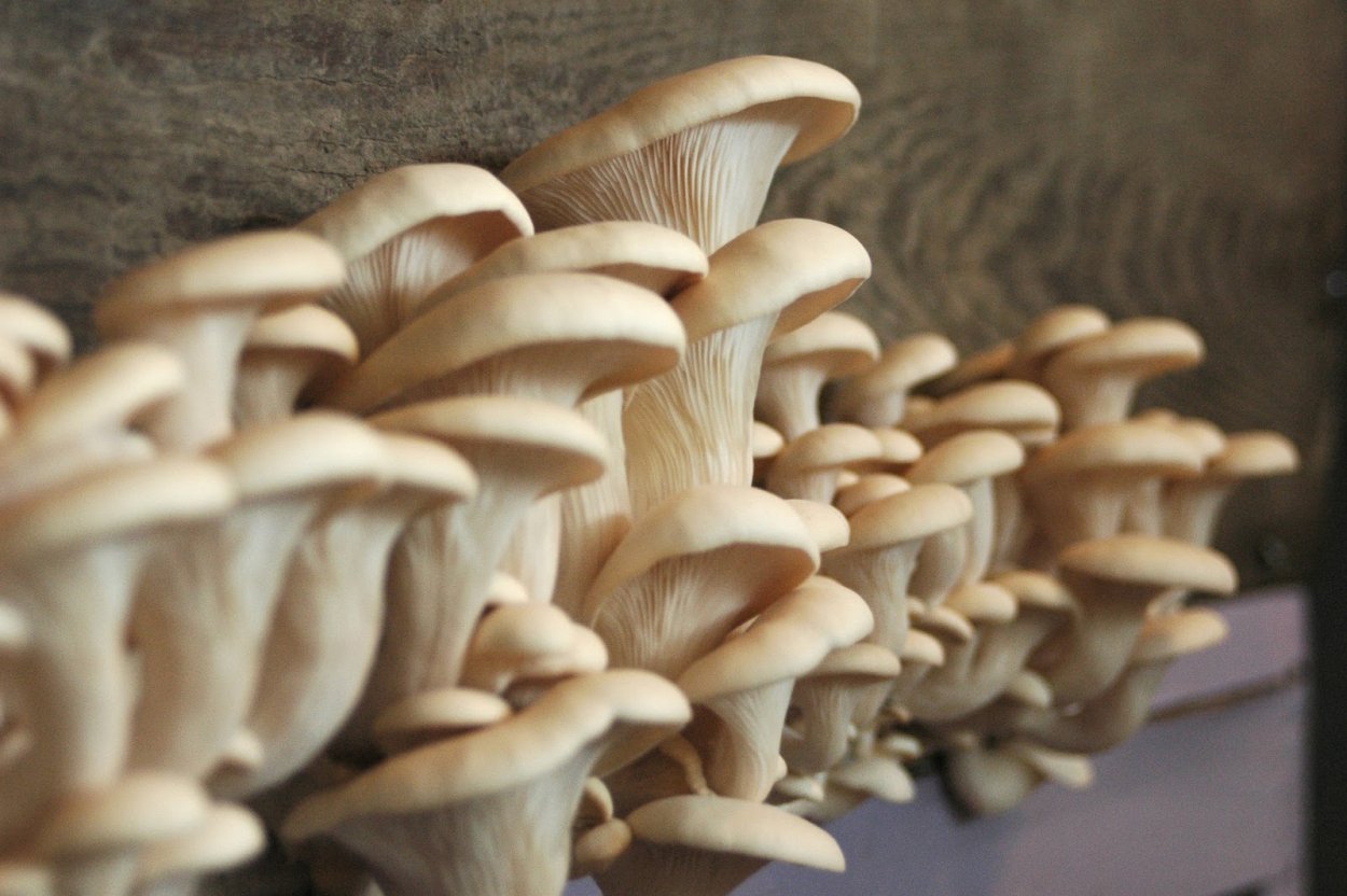 Вешенка обыкновенная (12шт)