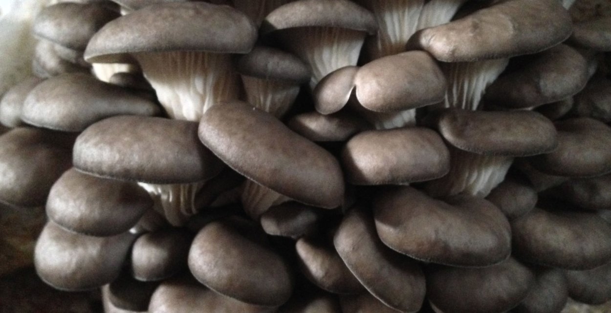 Вешенки грибы съедобные