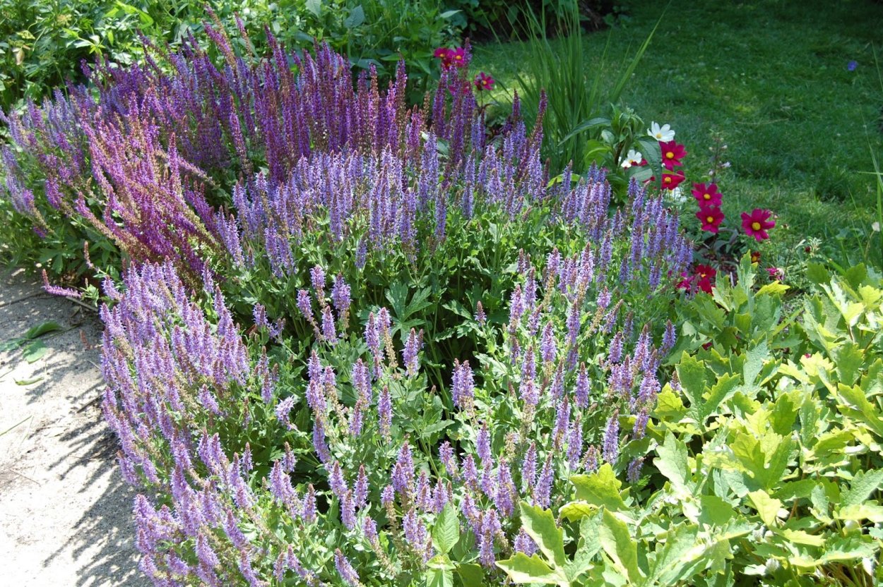 Шалфей Дубравный Schwellenburg