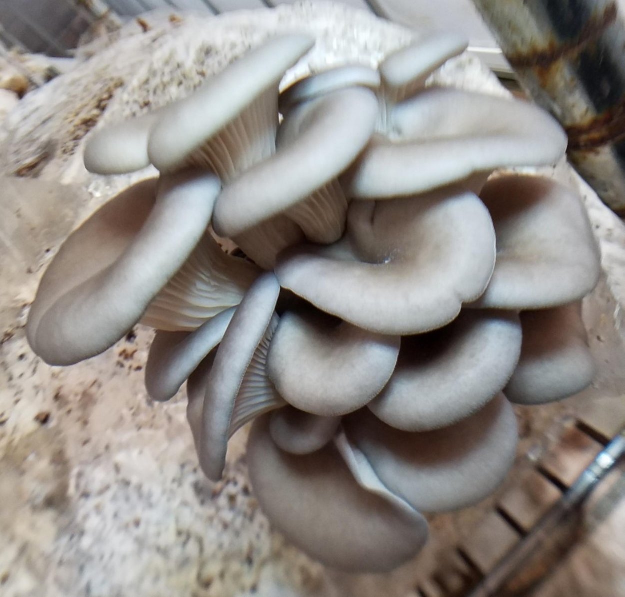 Grey Oyster Mushroom grow Kit