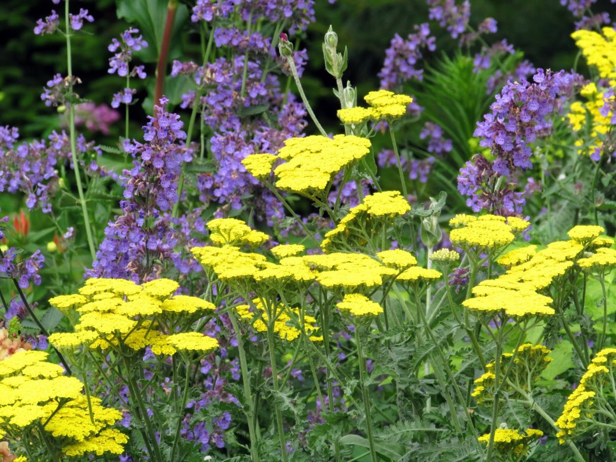 Тысячелистник в миксбордере