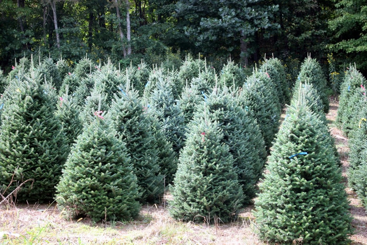 Пихта Фразера (Abies fraseri)