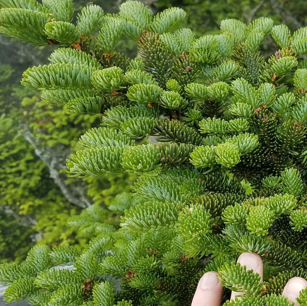 Пихта Фразера (Abies fraseri)