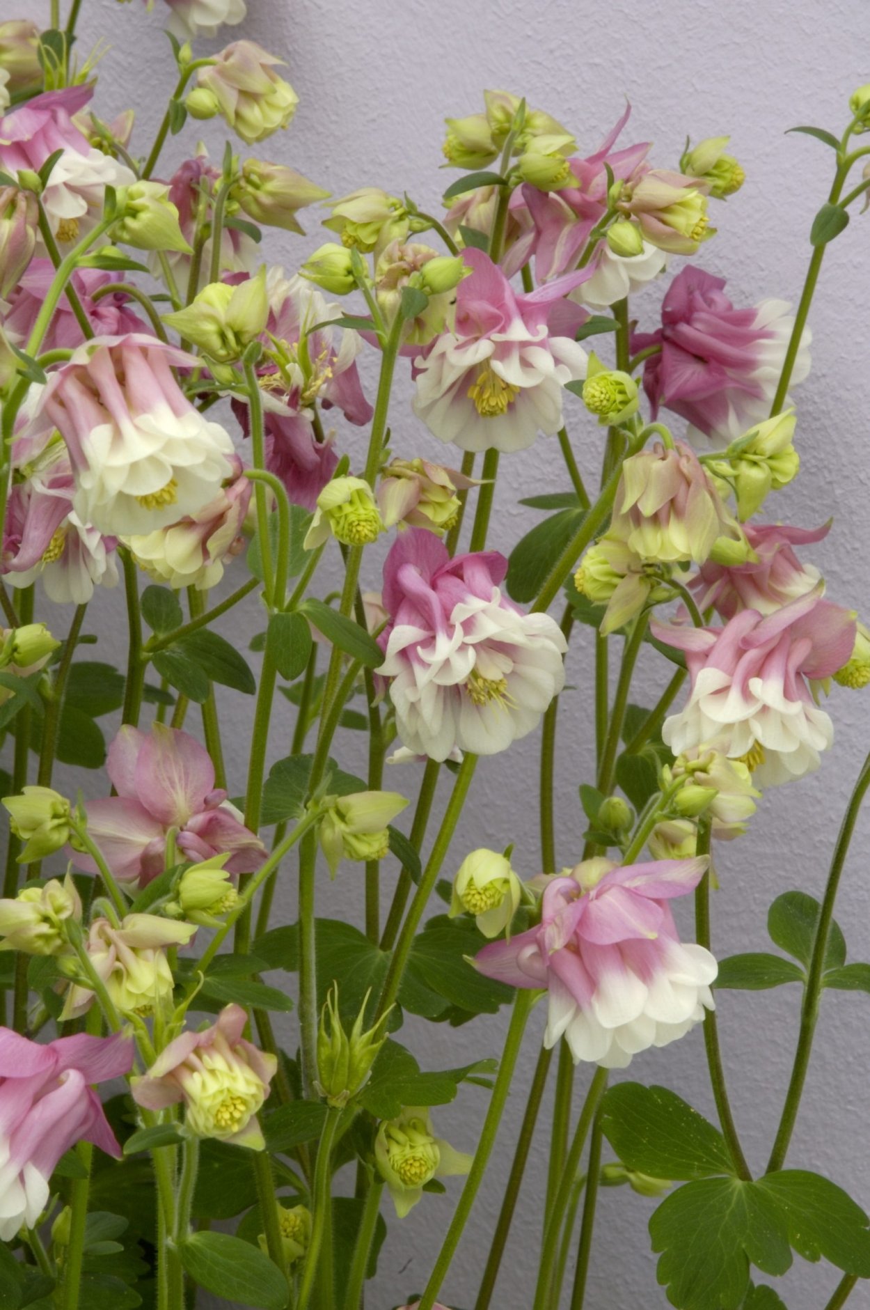 Аквилегия Petticoat Pink