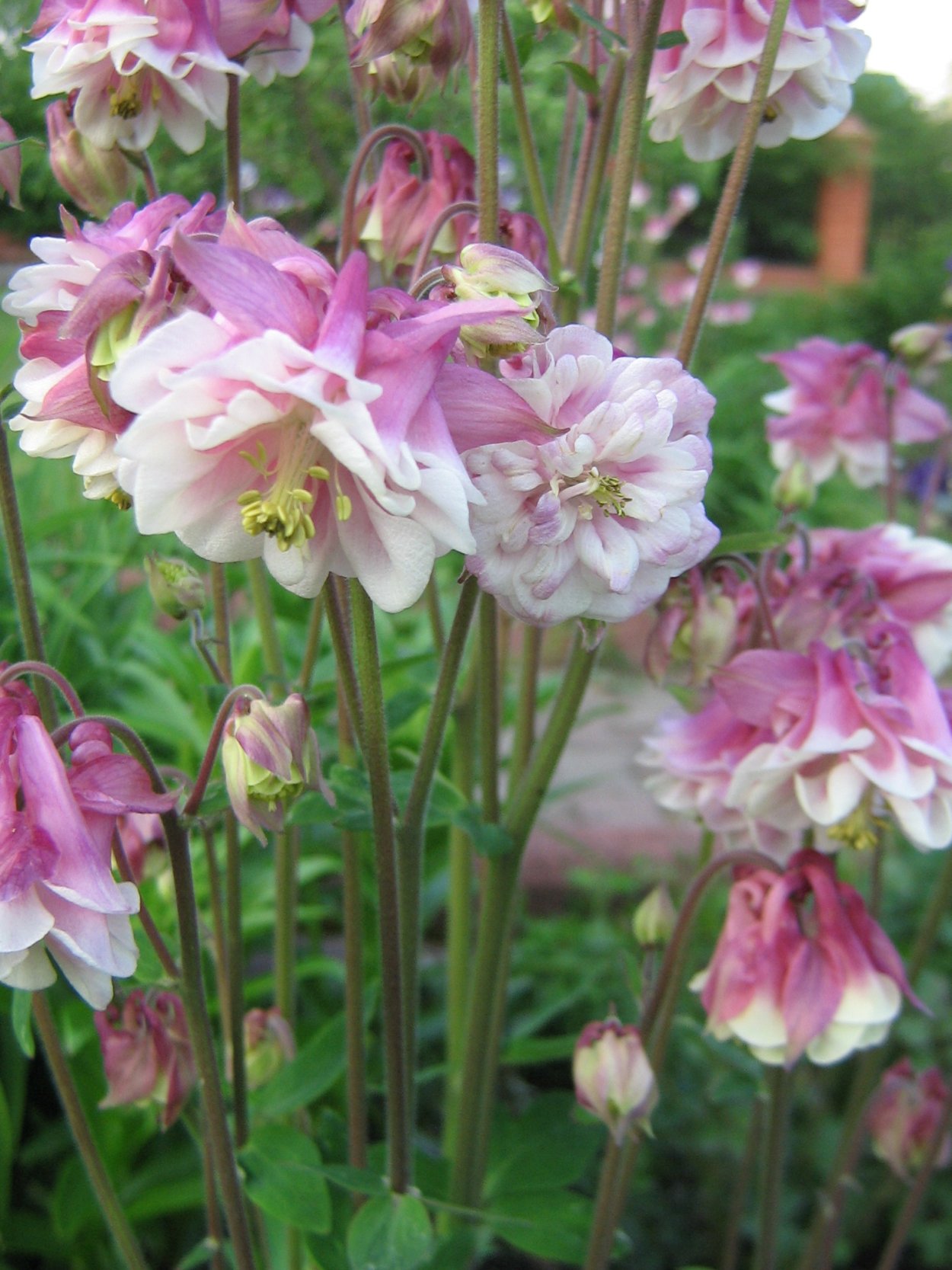 Махровая Королевская Аквилегия