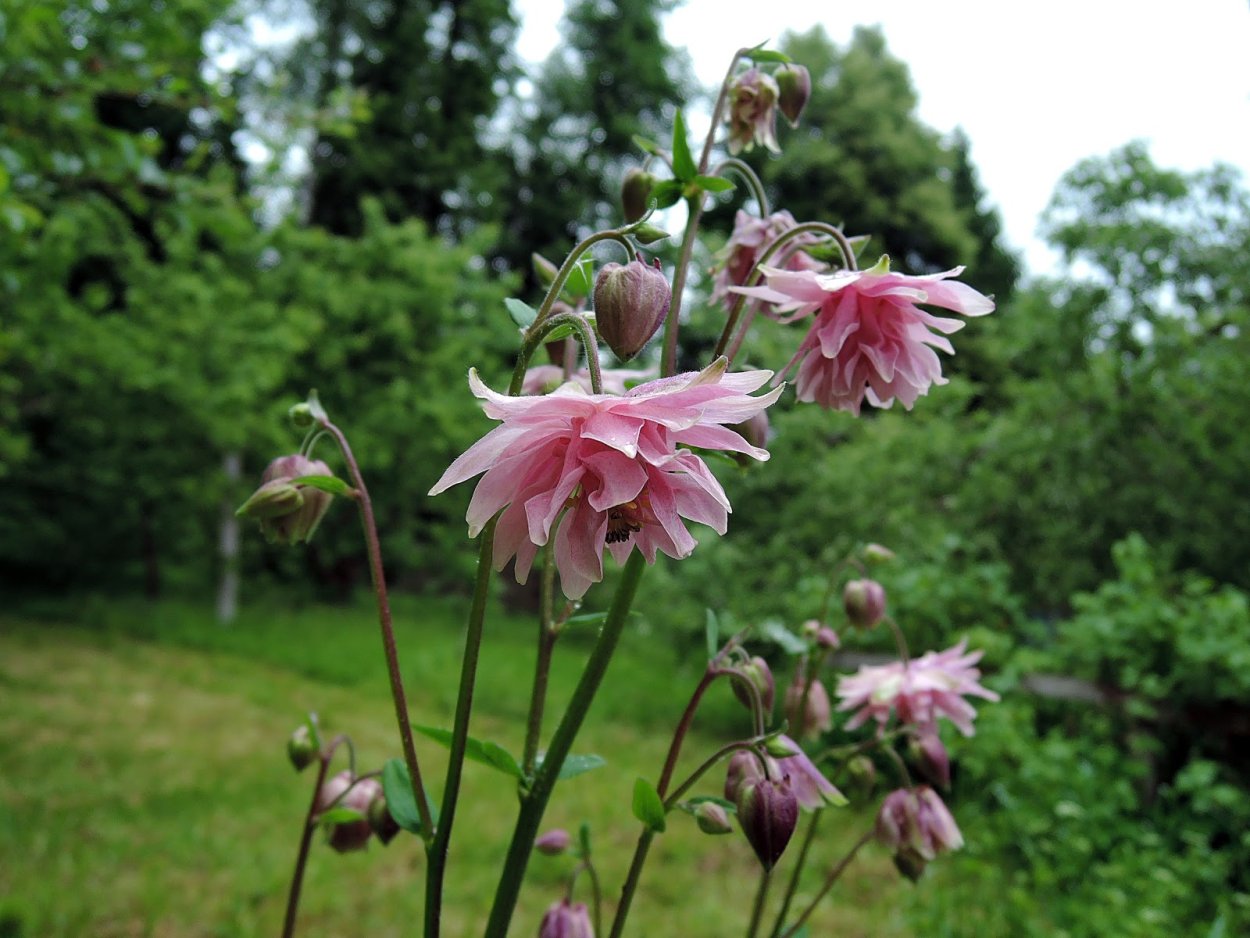 Аквилегия обыкновенная Дварф