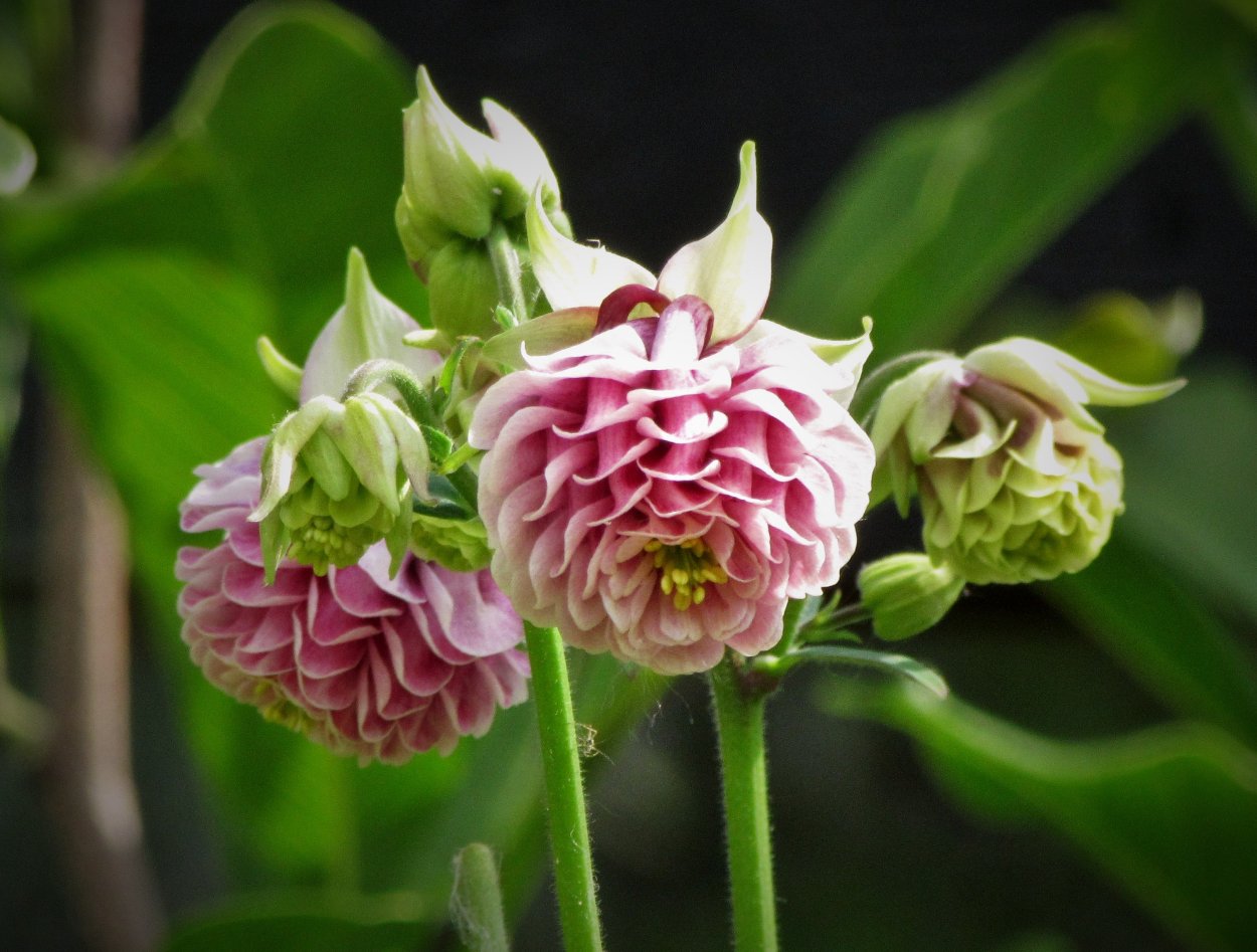 Nora Barlow стаминодии