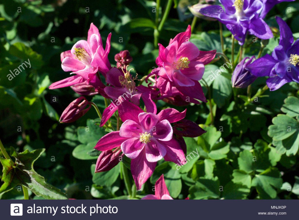 Аквилегия отцвела