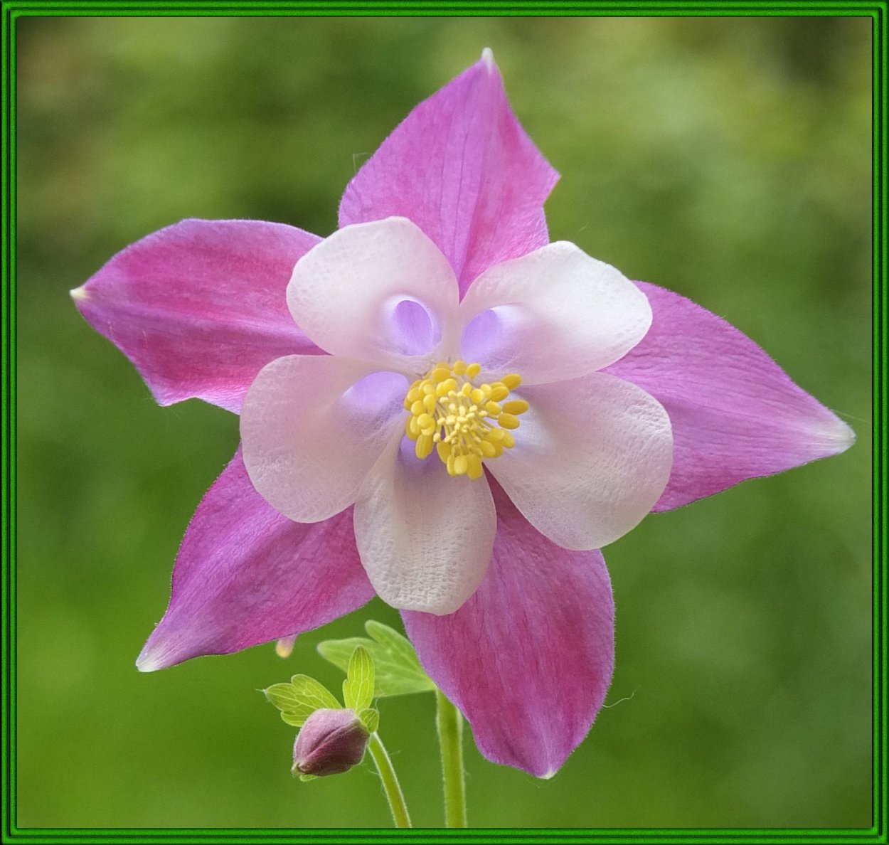 Rose Queen Аквилегия