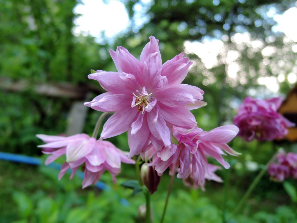 Гравилат Petticoats Peach