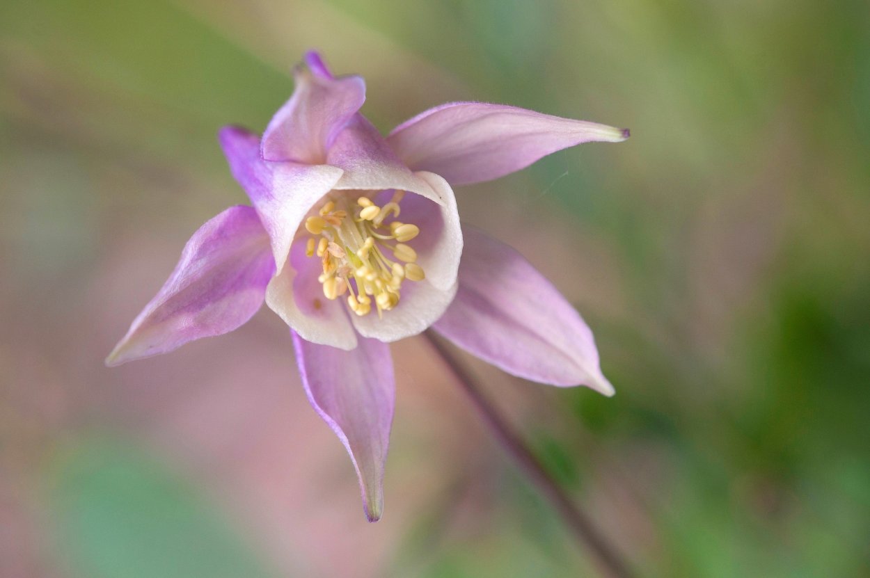 Водосбор зеленоцветковый