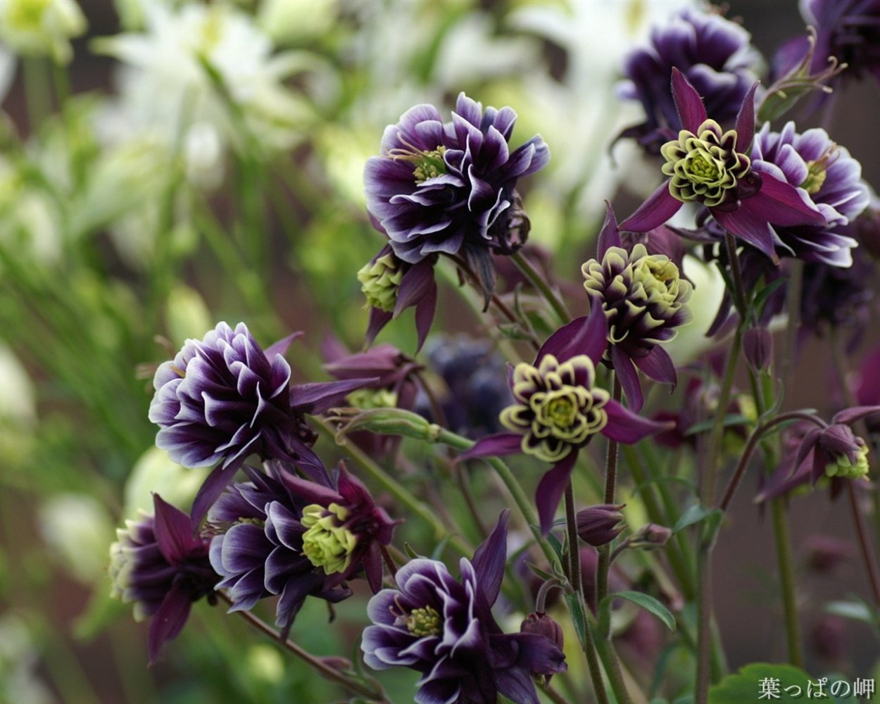 Аквилегия винки