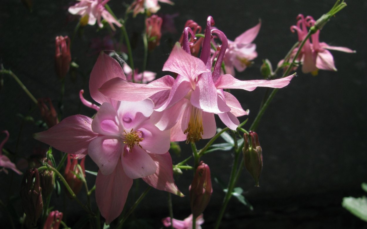 Аквилегия и Колибри