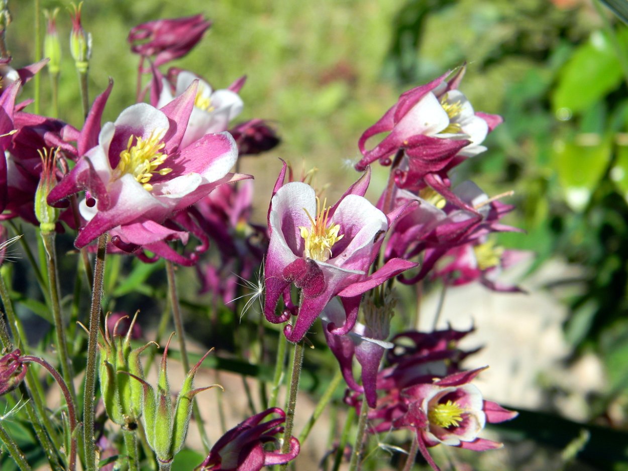 Болезни аквилегии