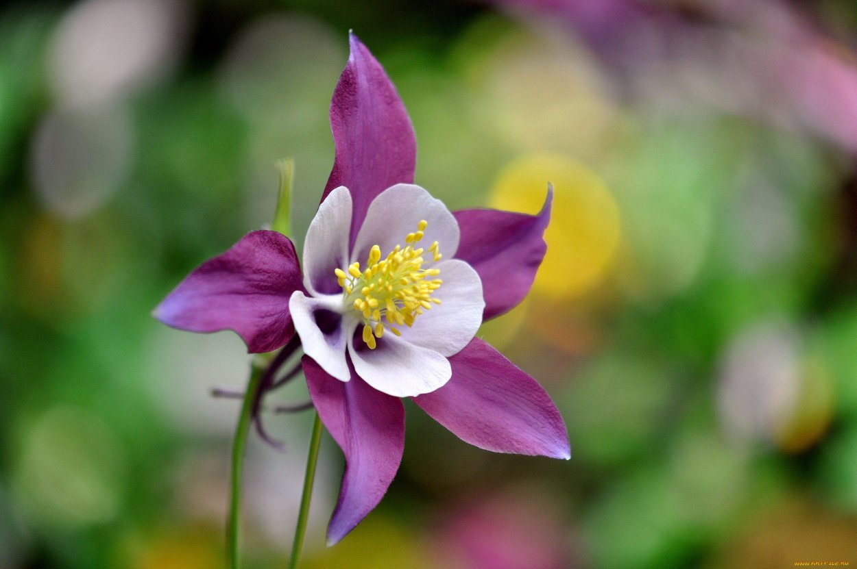 Аквилегия колумбийская