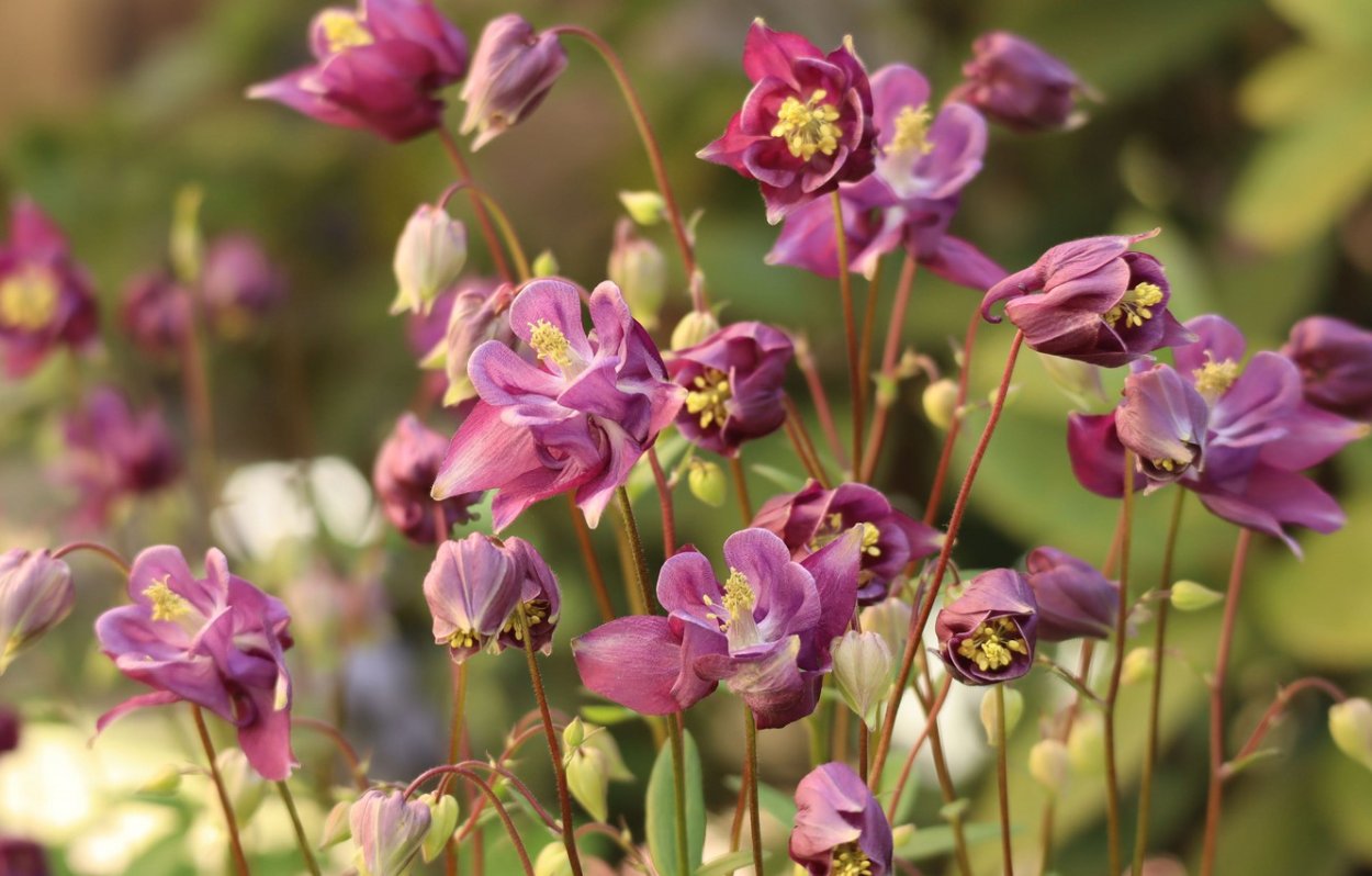 Водосбор Пиренейский