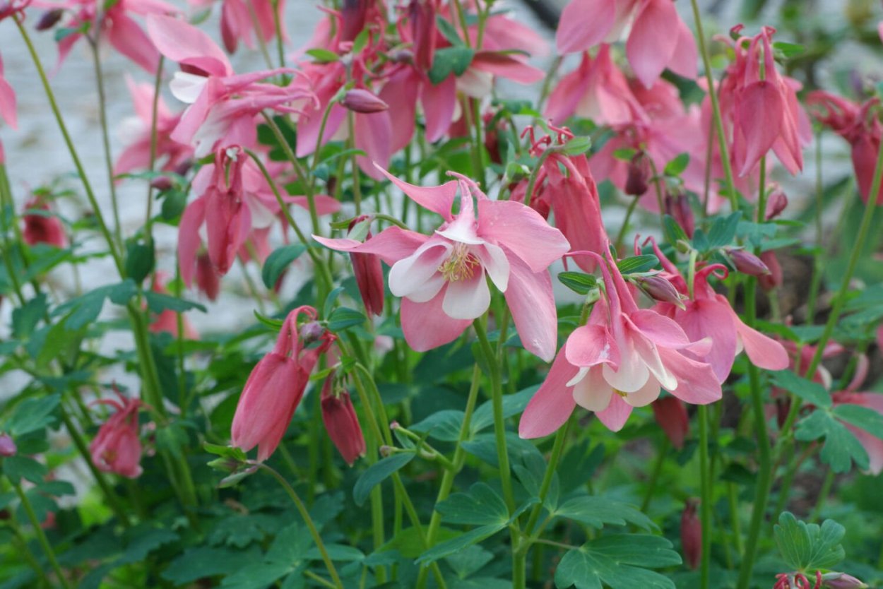 Аквилегия гигант Мак Канна