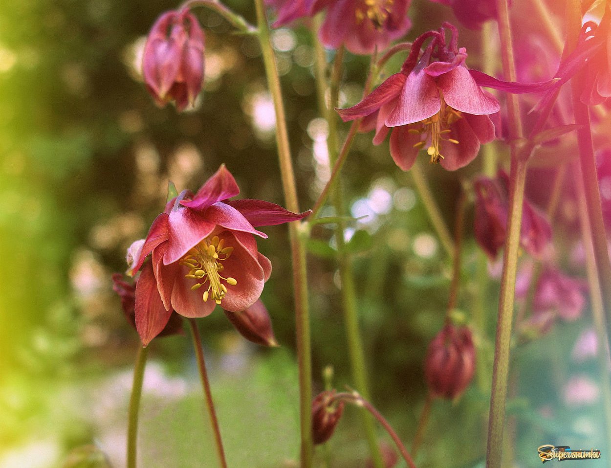 Бадан и Аквилегия