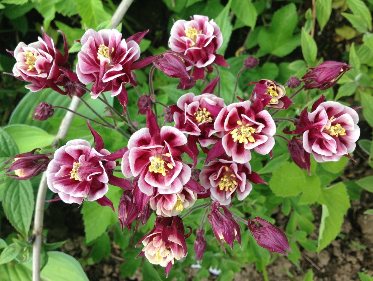 Аквилегия Криста Барлоу