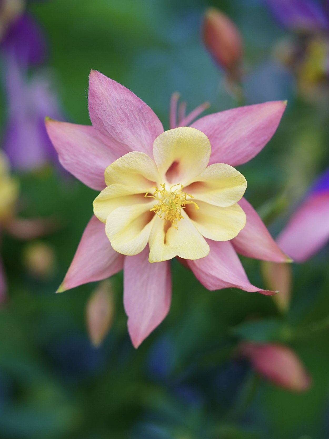 Аквилегия оранжевая