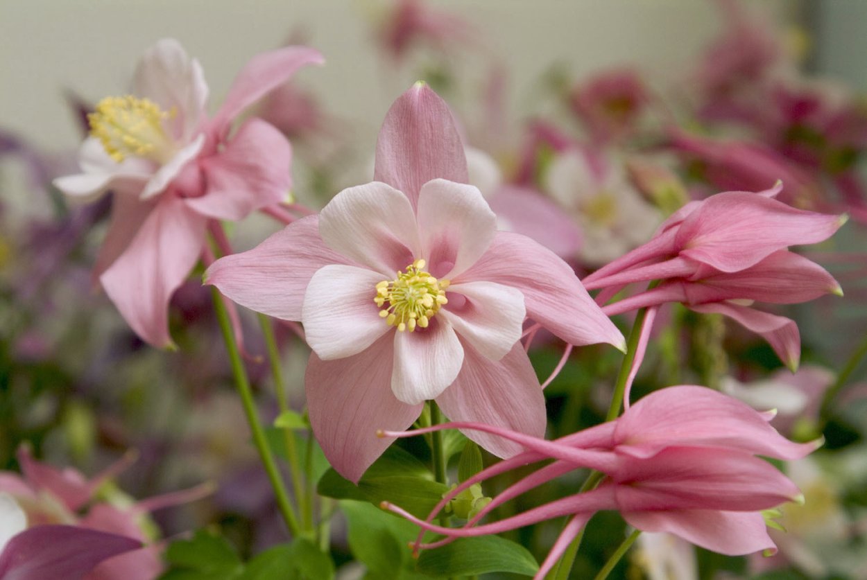 Аквилегия камео Rose/White